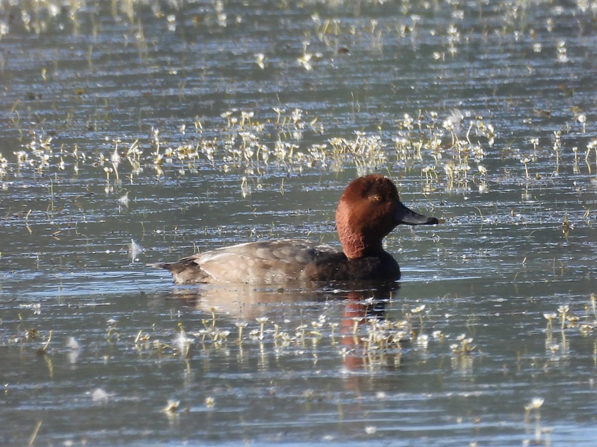 Redhead - ML638948704