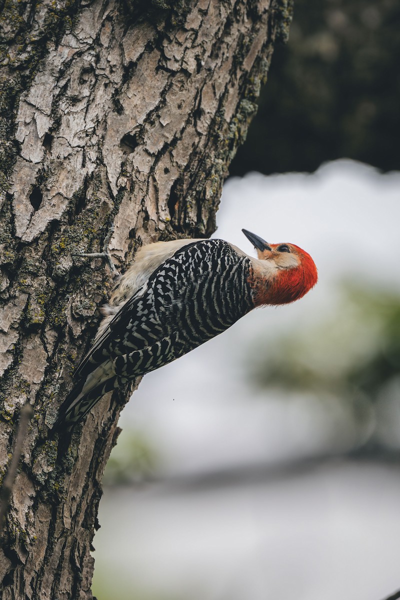 Red-bellied Woodpecker - ML638948737