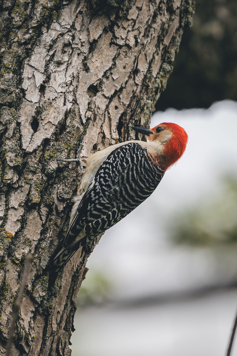Red-bellied Woodpecker - ML638948738