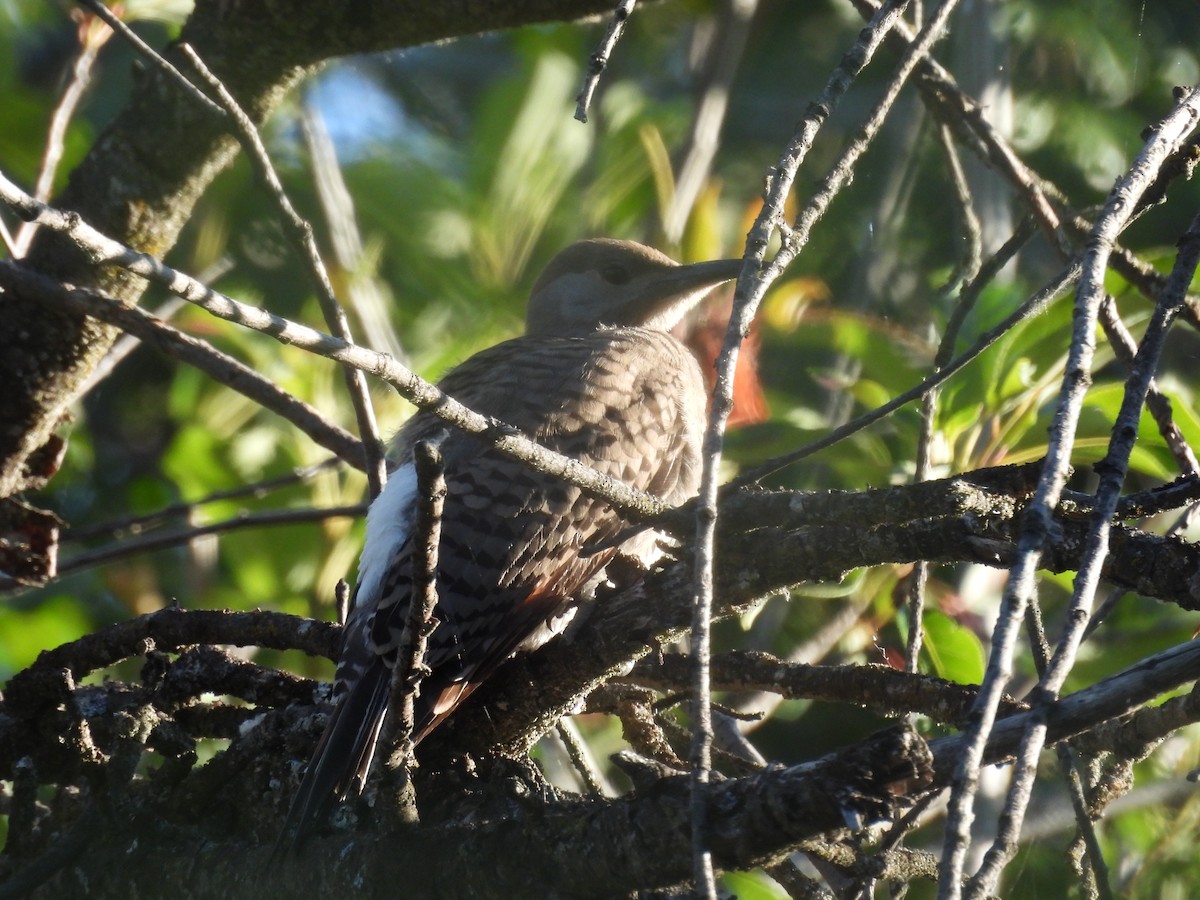 Carpintero Escapulario - ML638948755