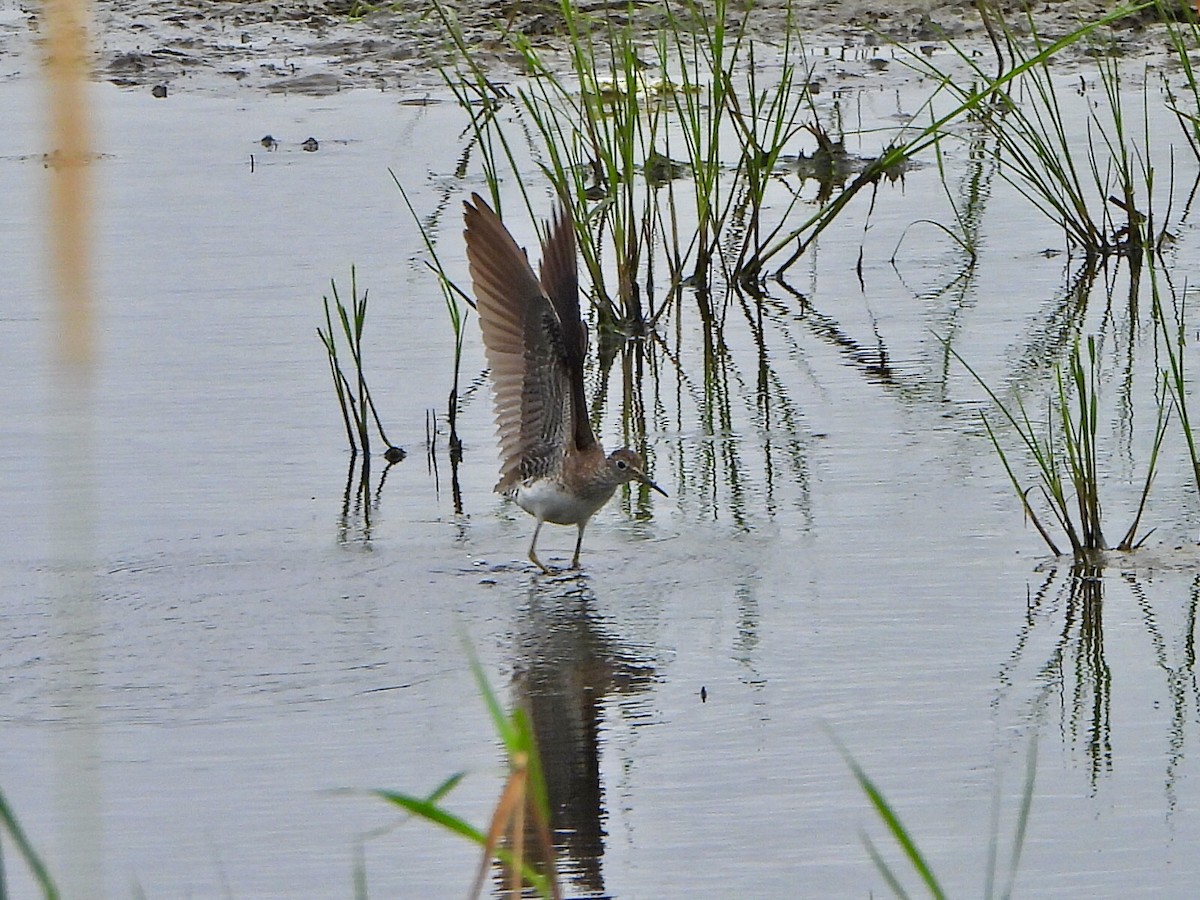 Solitary Sandpiper - ML638948758