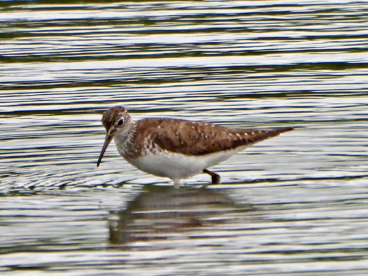 Solitary Sandpiper - ML638948759