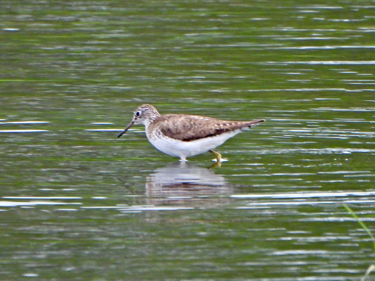 Solitary Sandpiper - ML638948760
