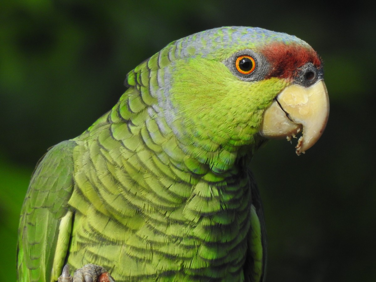 Lilac-crowned Amazon - ML638948775