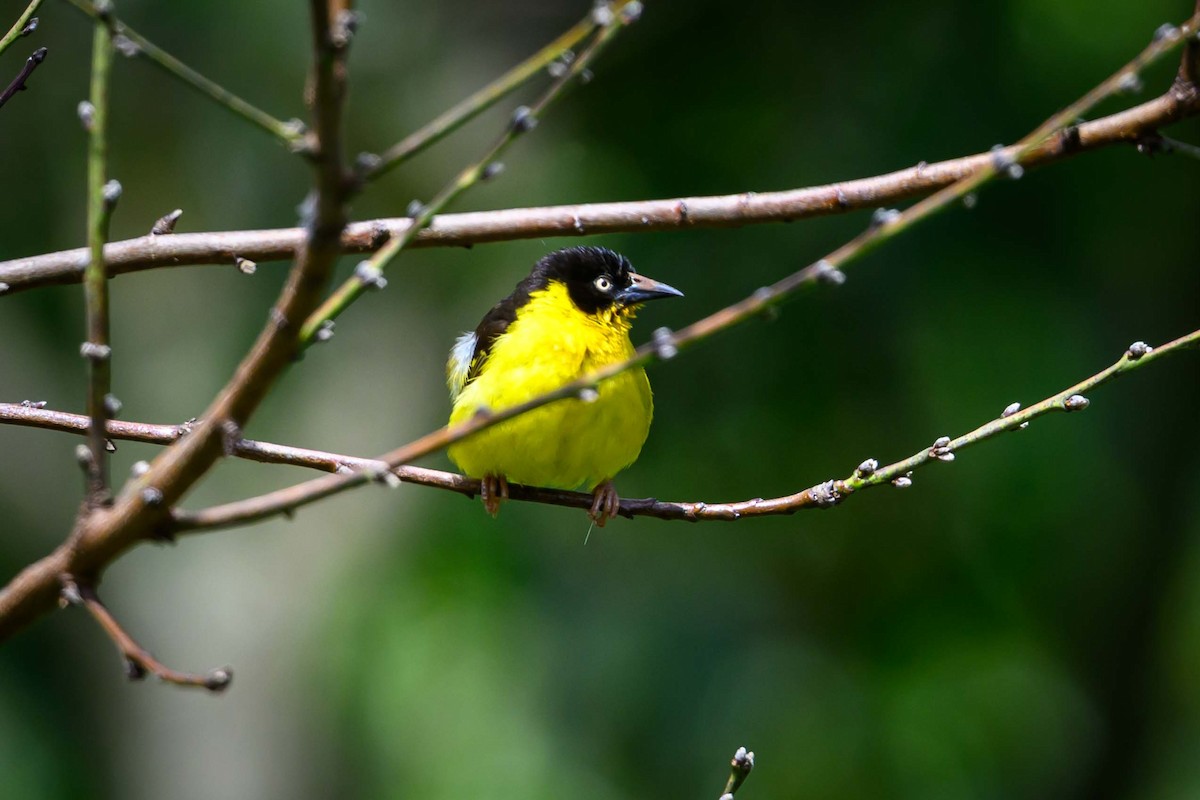 Baglafecht Weaver (Reichenow's) - ML638948776