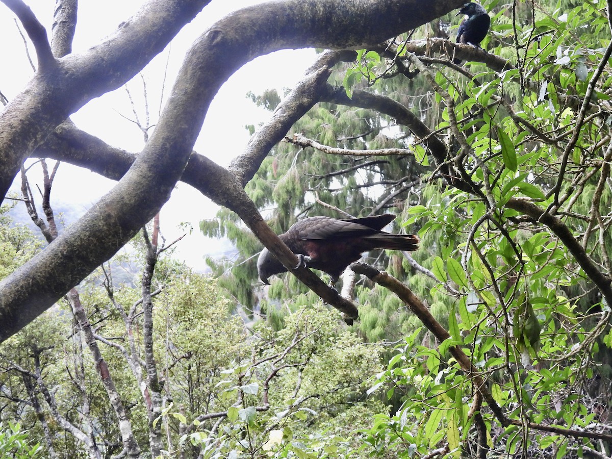New Zealand Kaka - ML638948782