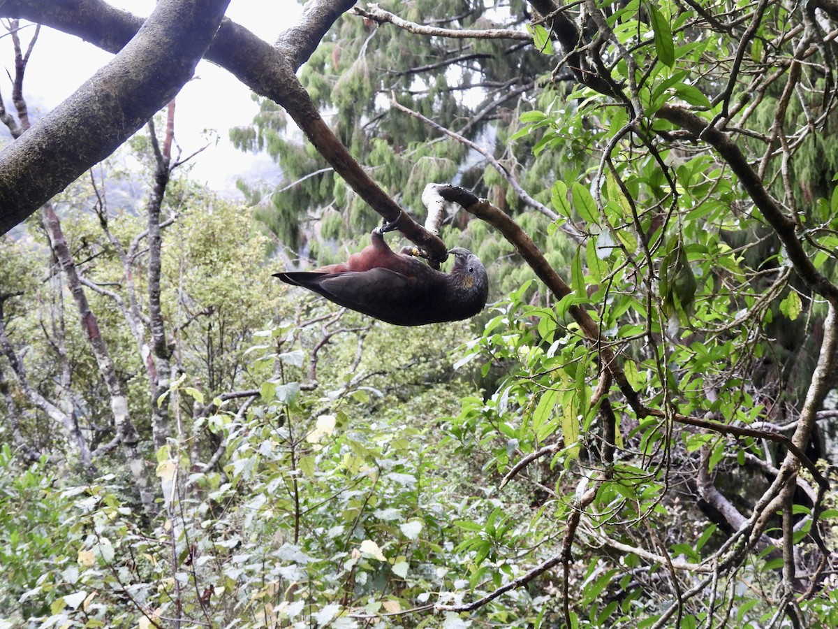 New Zealand Kaka - ML638948783