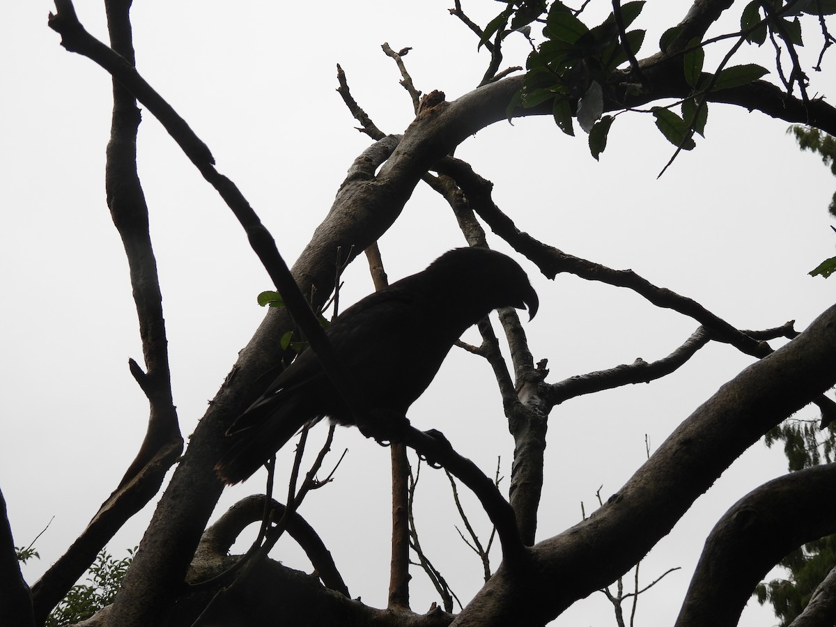 New Zealand Kaka - ML638948784