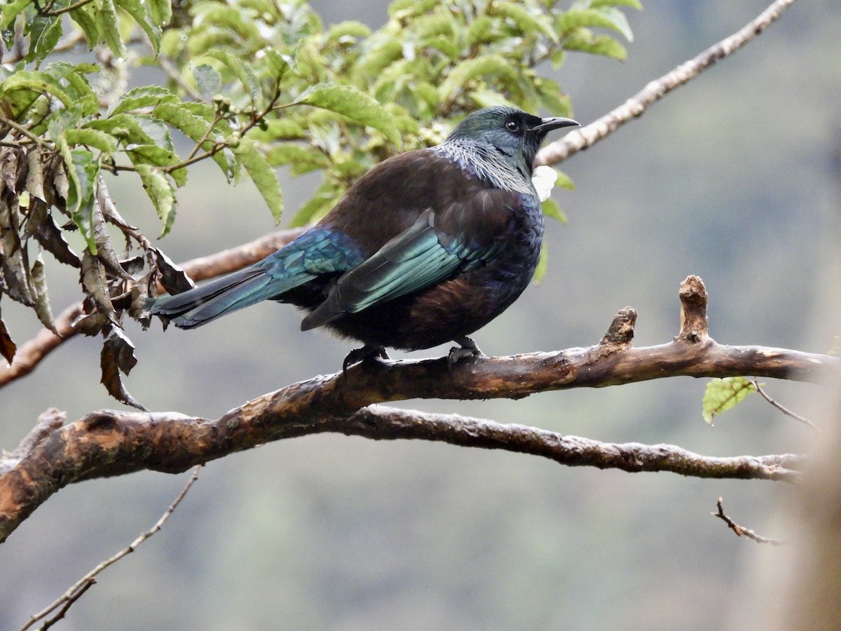 Tui - ML638948816