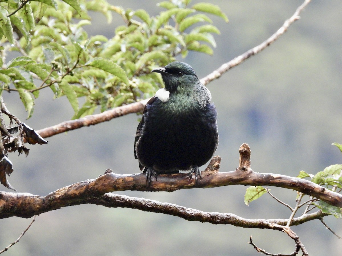 Tui - ML638948817