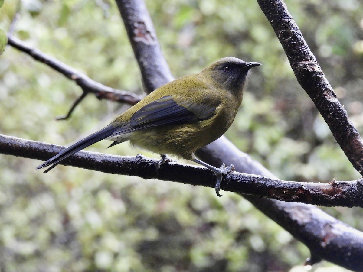 New Zealand Bellbird - ML638948834