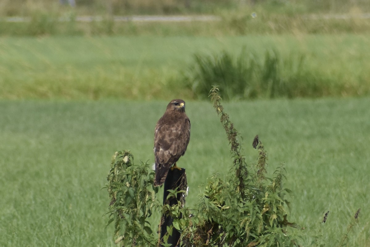 Common Buzzard (Western) - ML638948845