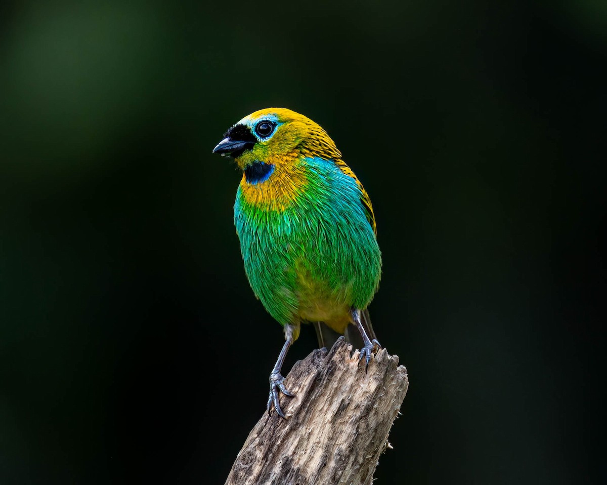 Brassy-breasted Tanager - ML638948851