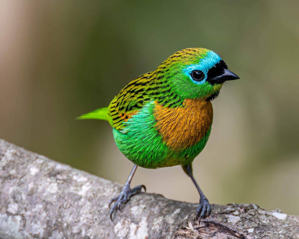 Brassy-breasted Tanager - ML638948852