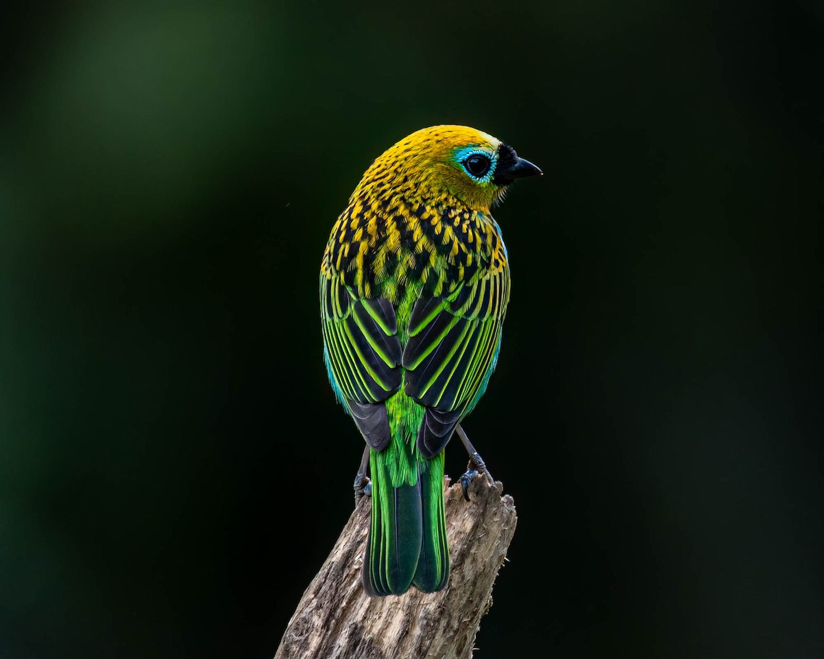 Brassy-breasted Tanager - ML638948853