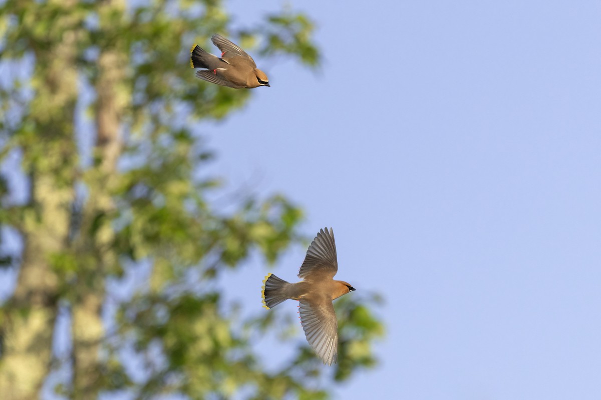 Cedar Waxwing - ML638948871