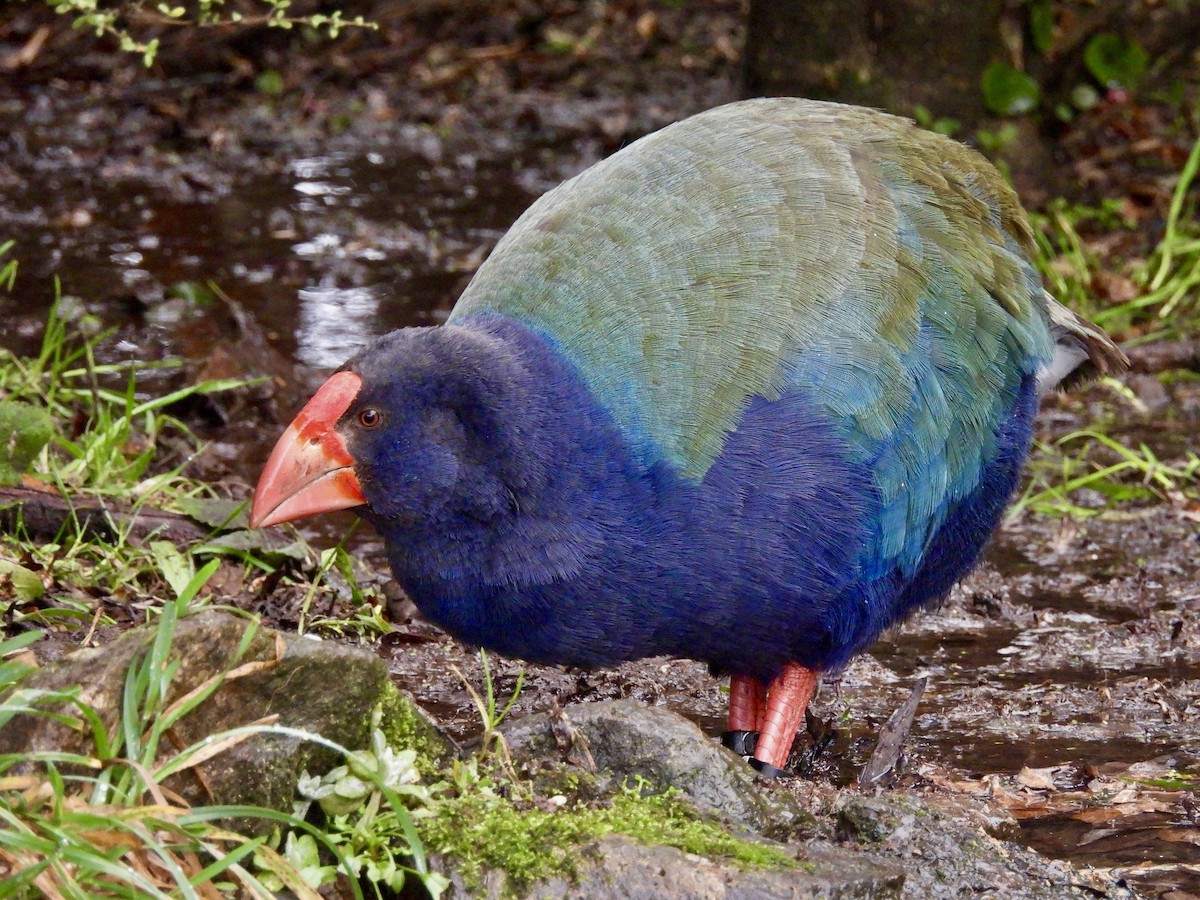 South Island Takahe - ML638948889