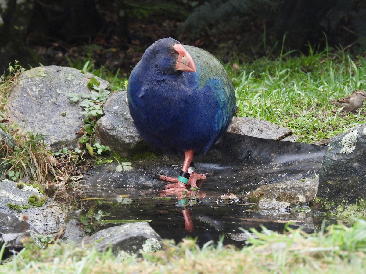 South Island Takahe - ML638948890