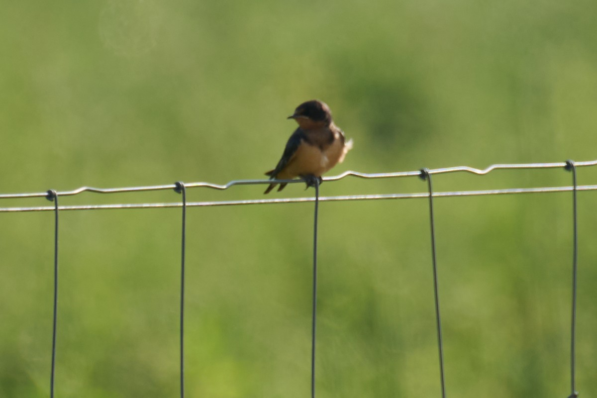 Golondrina Común - ML638948891