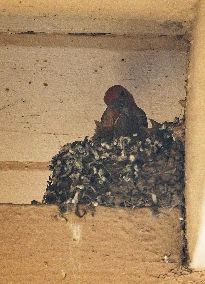 House Finch - ML638948902