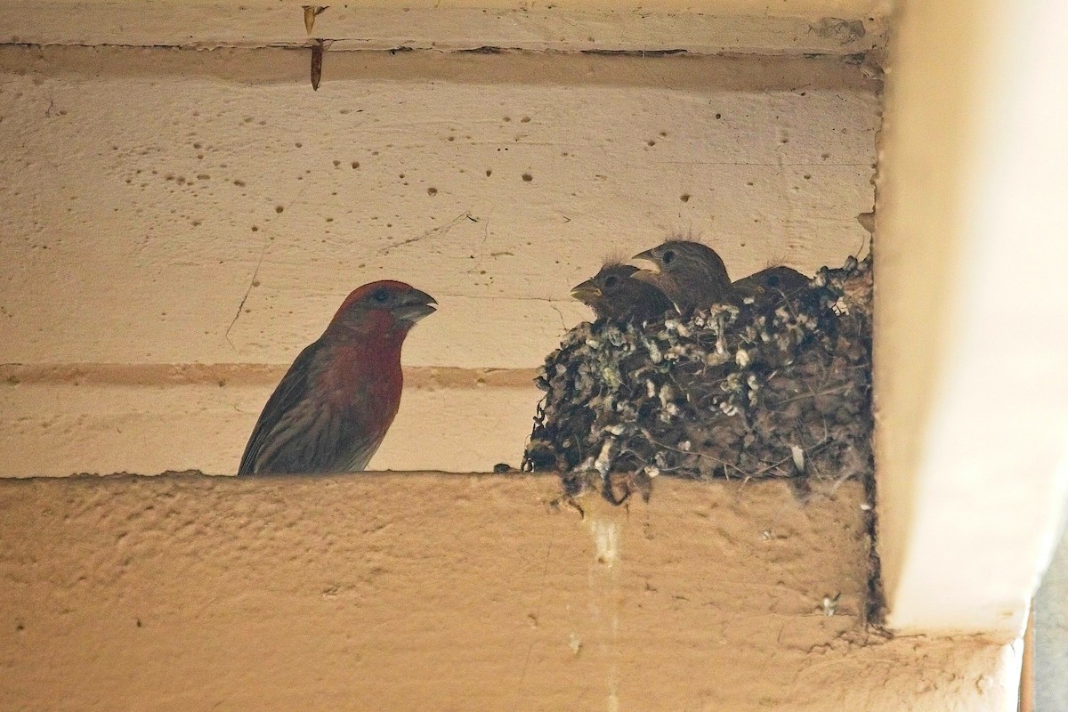House Finch - ML638948903