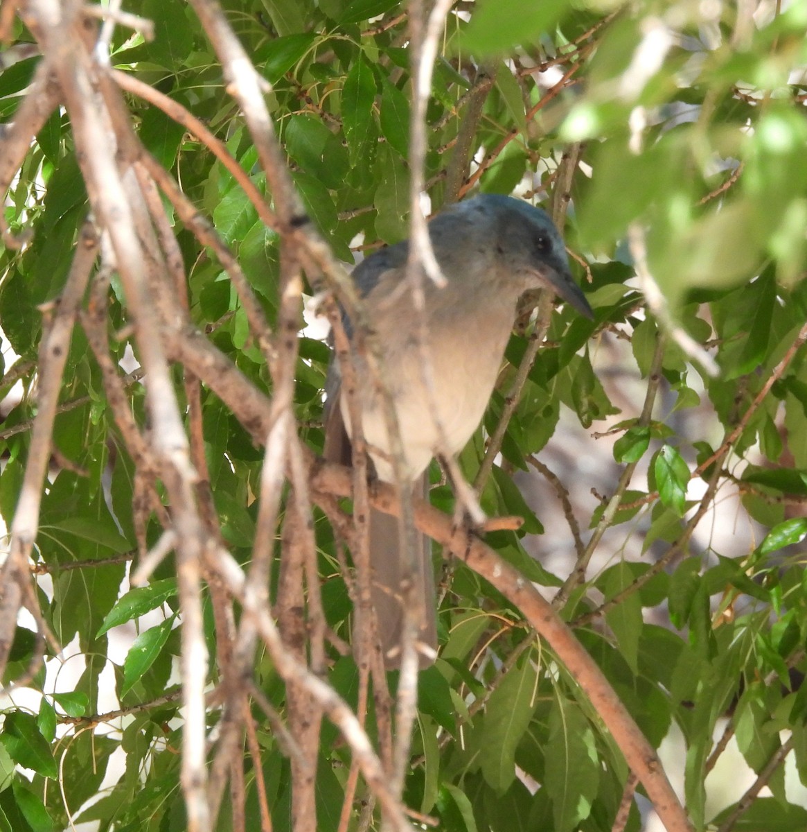 Mexican Jay - ML638948929