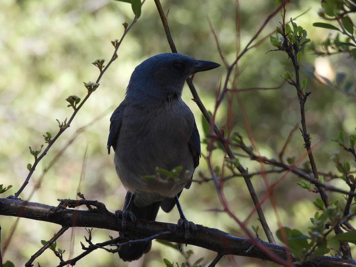 Mexican Jay - ML638948930