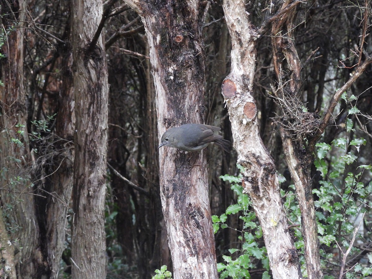 Gray Gerygone - ML638948935