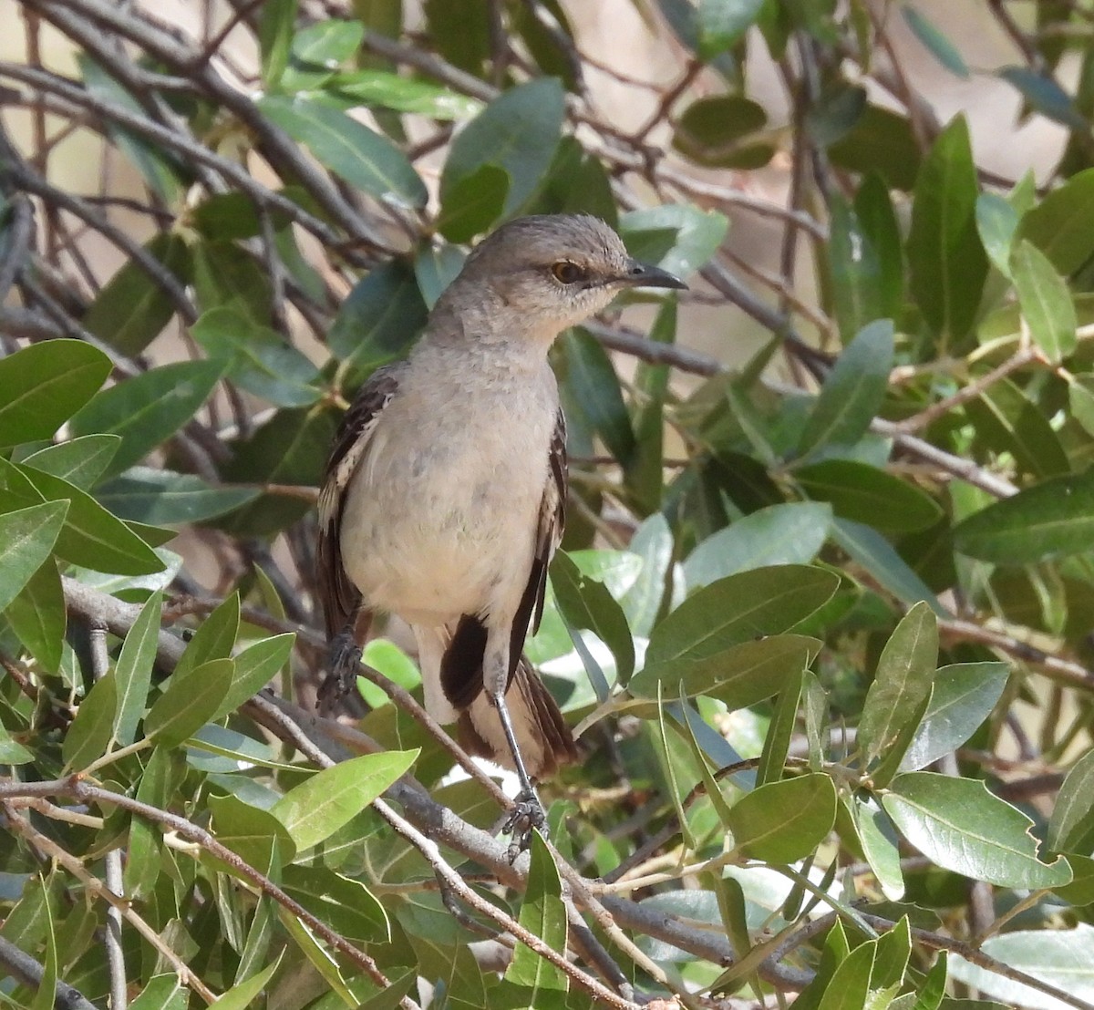 Northern Mockingbird - ML638948945