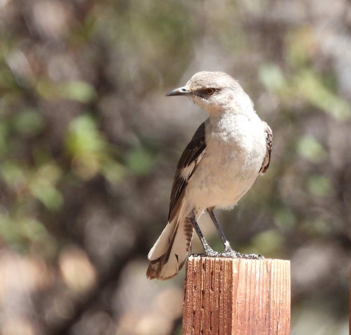 Northern Mockingbird - ML638948946