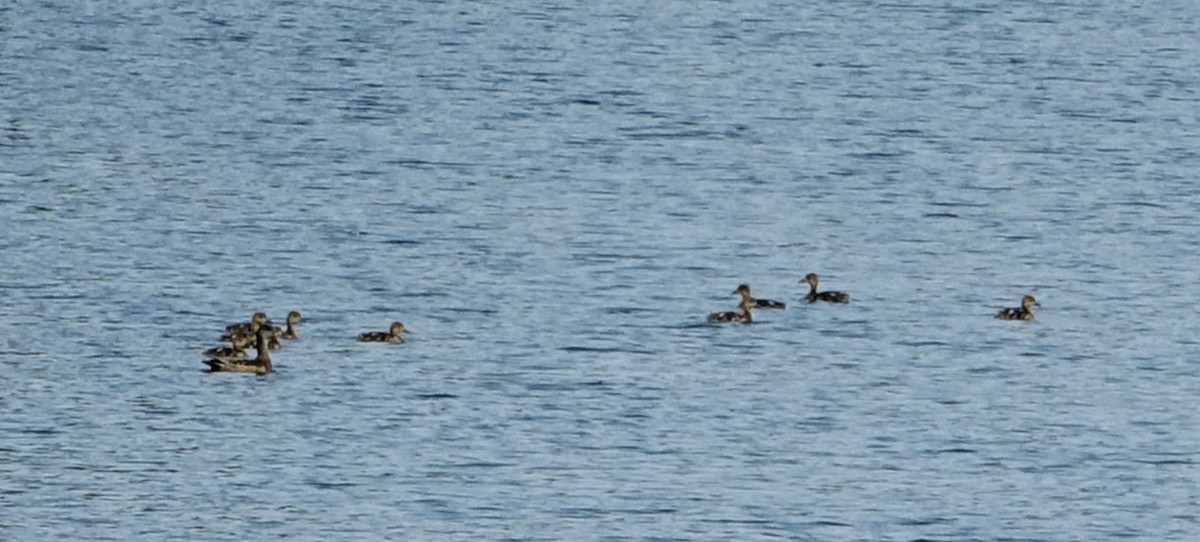 American Wigeon - ML638948976