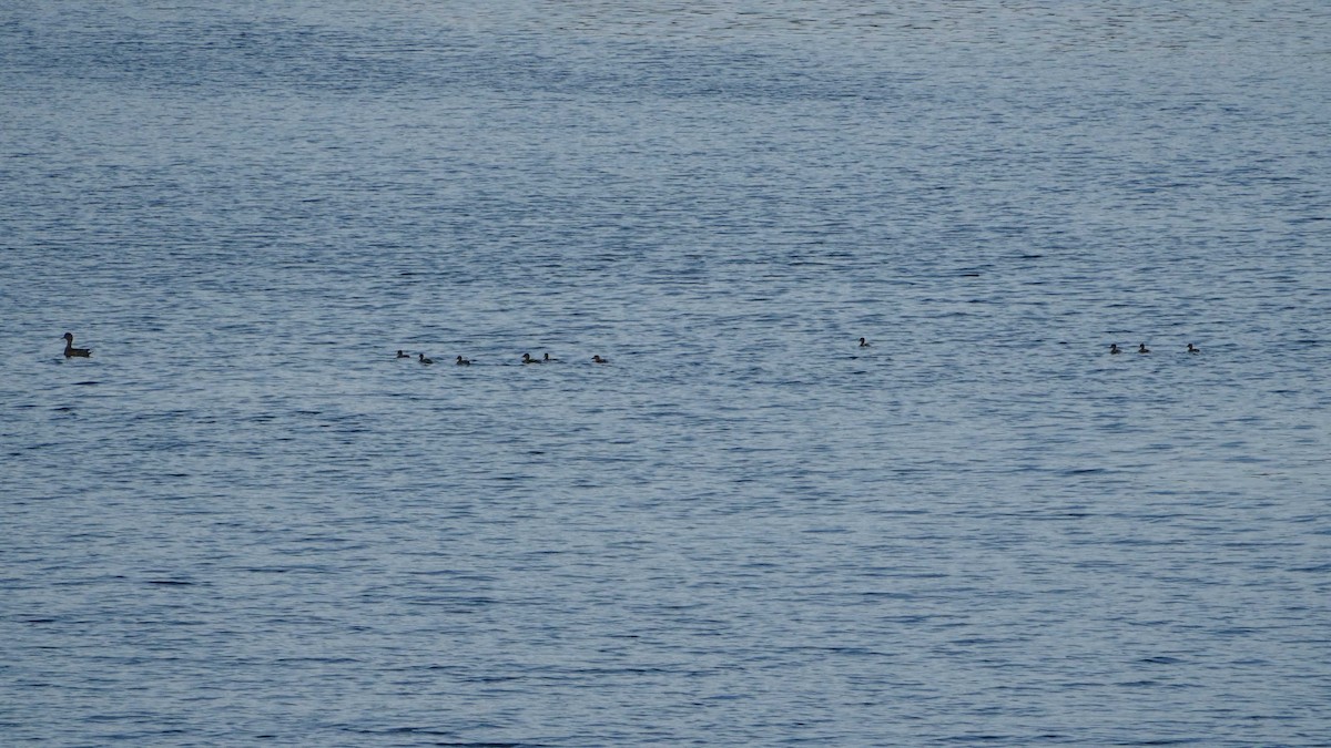 American Wigeon - ML638948977