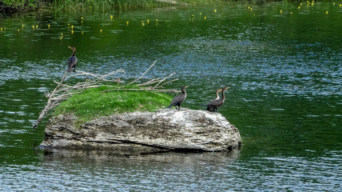 Cormorán Orejudo - ML638948985