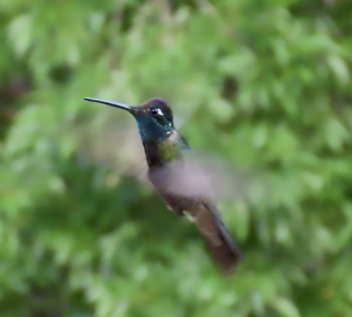 Rivoli's Hummingbird - ML638949029