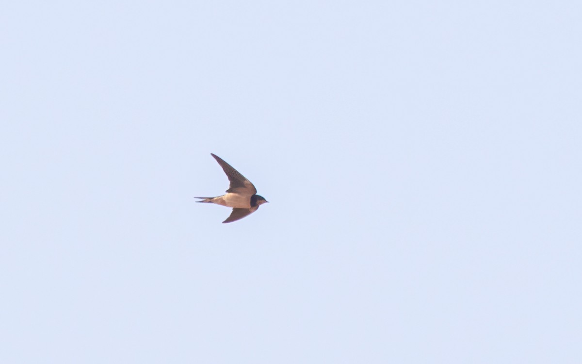 Golondrina Común - ML638949054