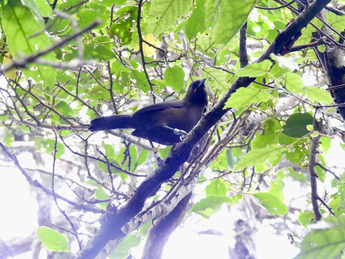 South Island Saddleback - ML638949065