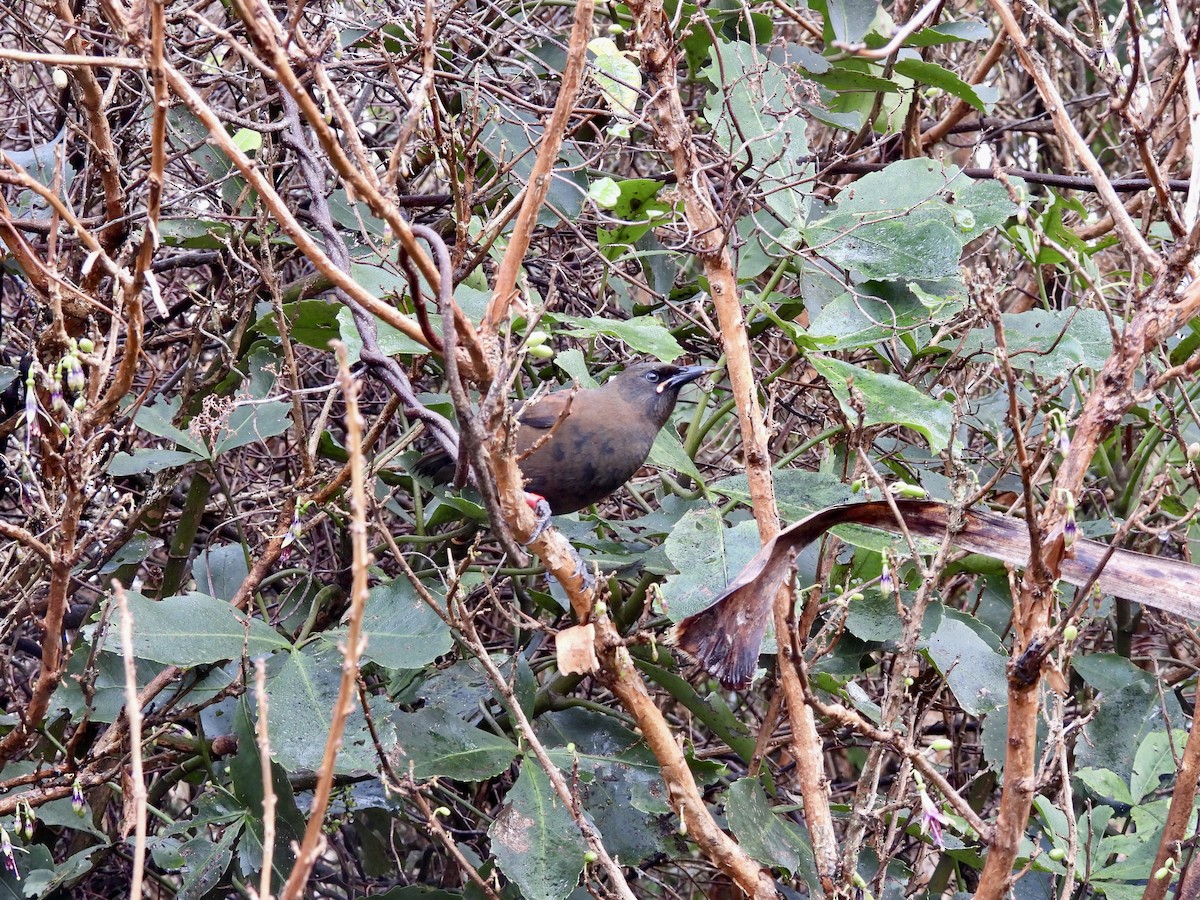 South Island Saddleback - ML638949069