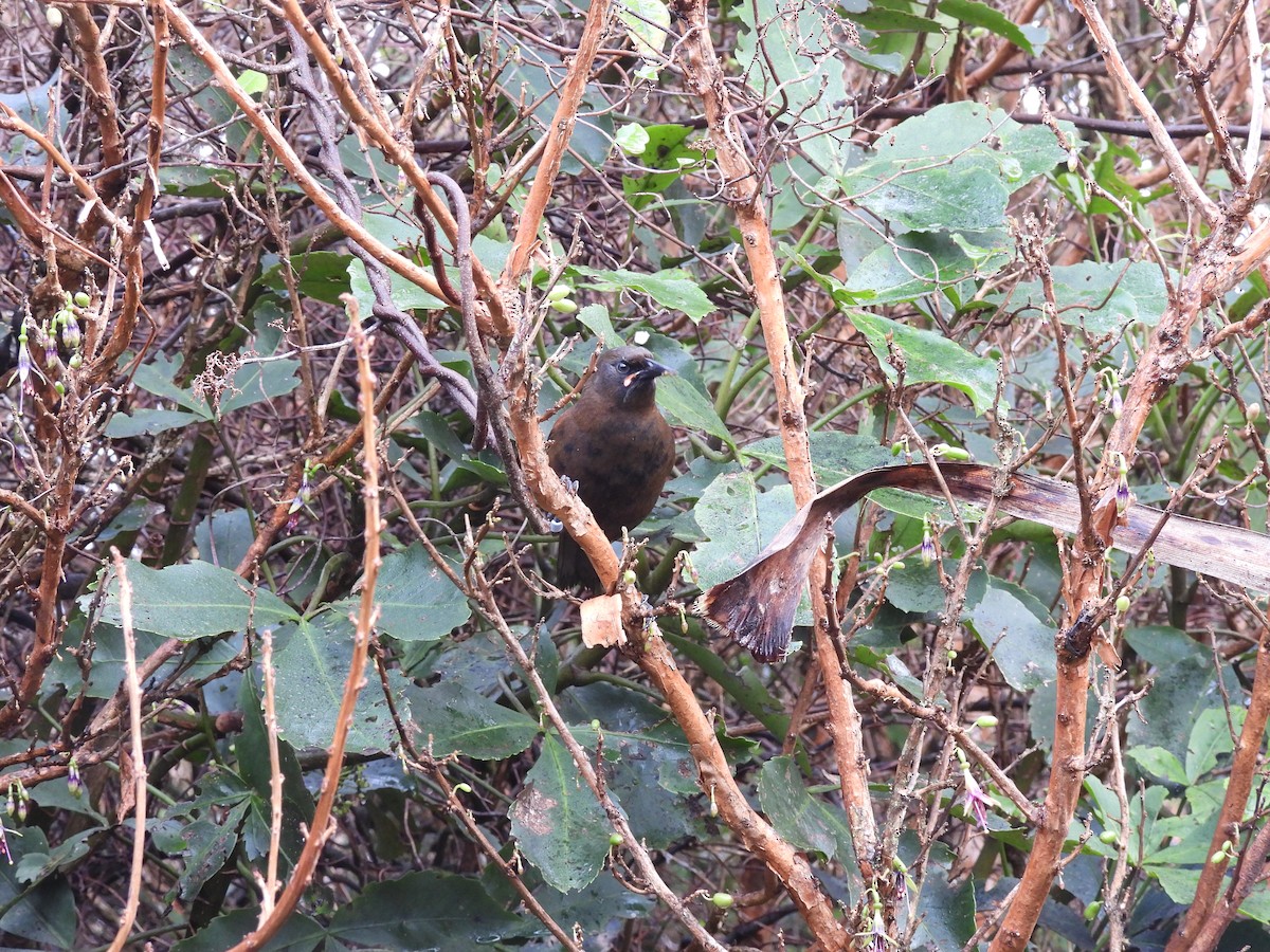 South Island Saddleback - ML638949070
