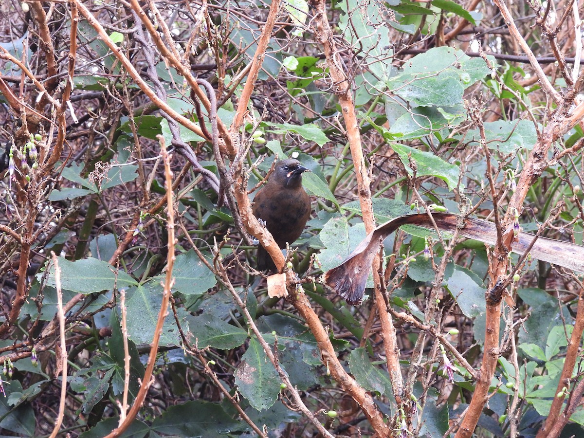 South Island Saddleback - ML638949071