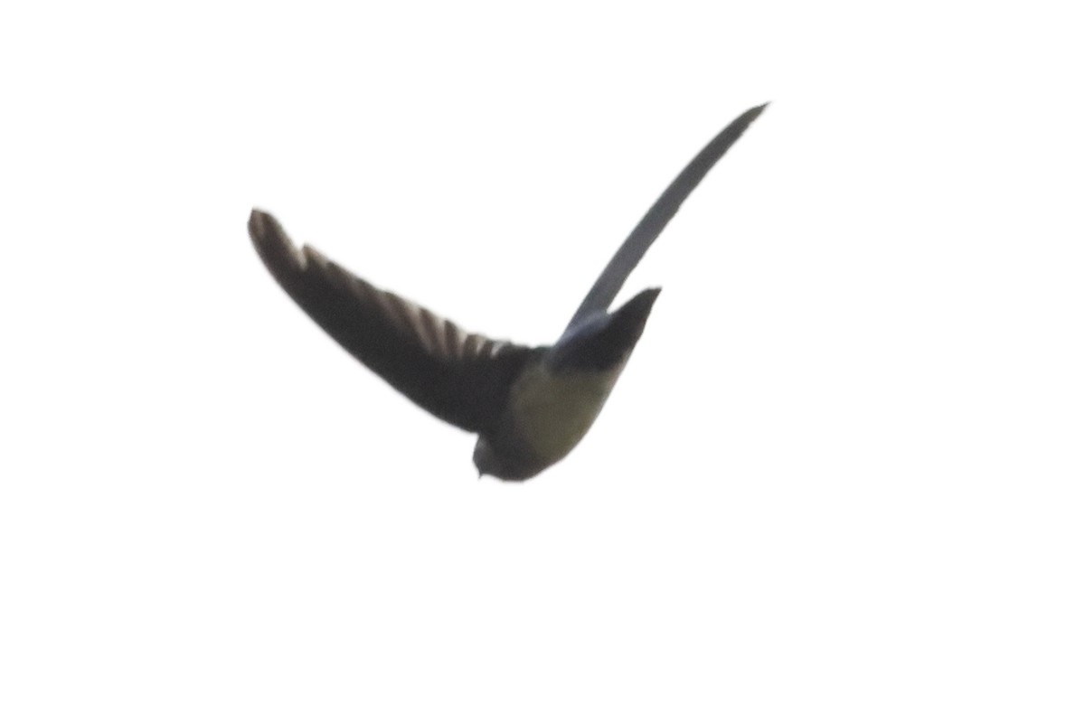 Glossy Swiftlet - ML638949076
