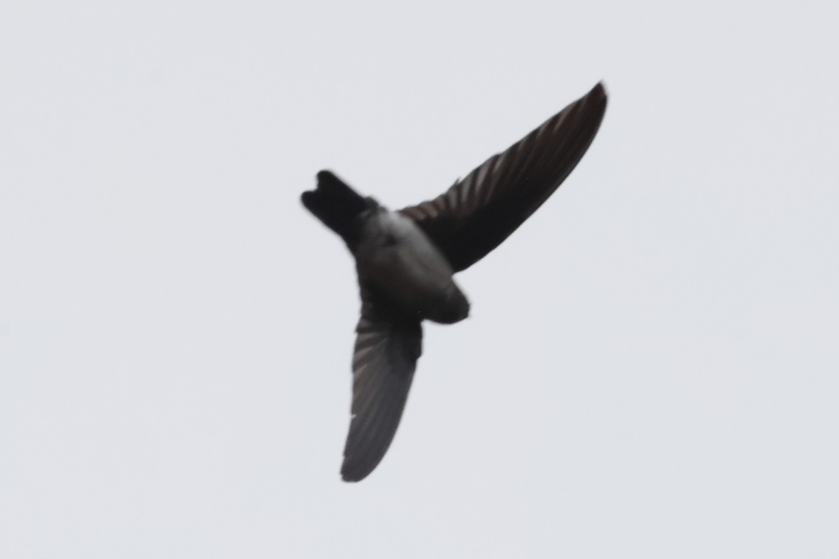 Glossy Swiftlet - ML638949078