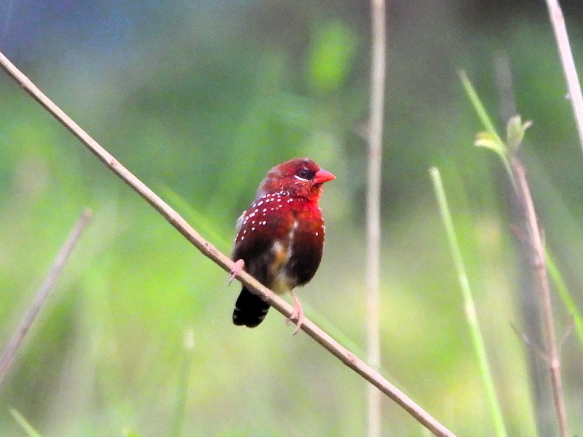 Bengali rouge - ML638949079