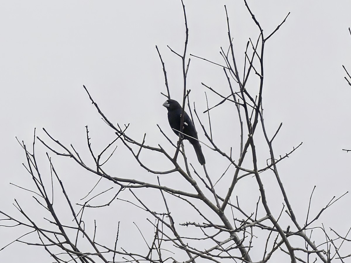 Large-billed Seed-Finch - ML638949111