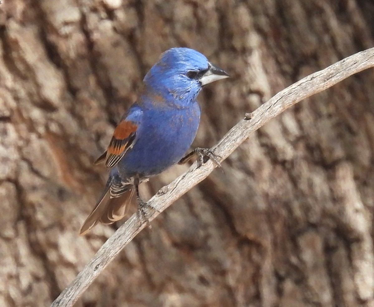 Blue Grosbeak - ML638949112