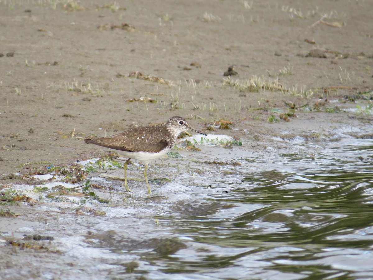 Solitary Sandpiper - ML638949131