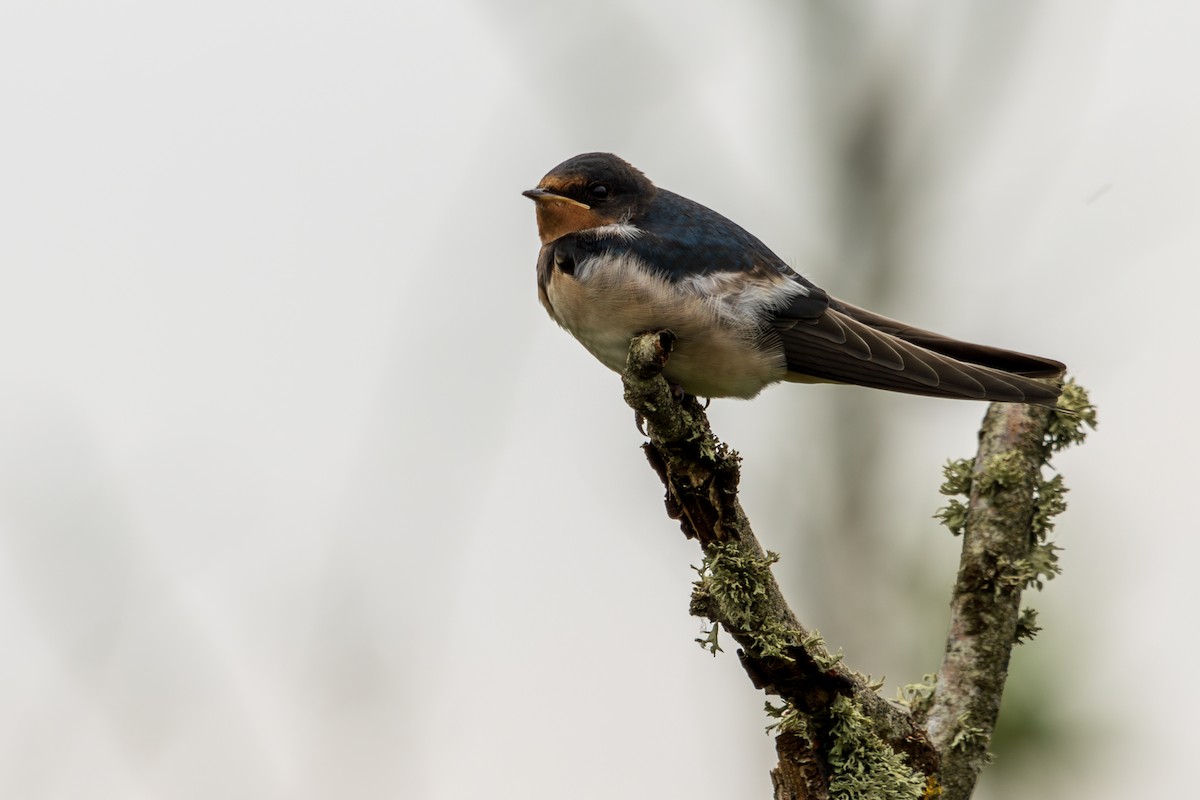 Golondrina Común - ML638949132