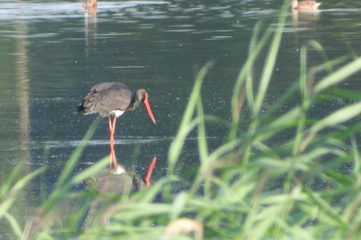 svartstork - ML638949133