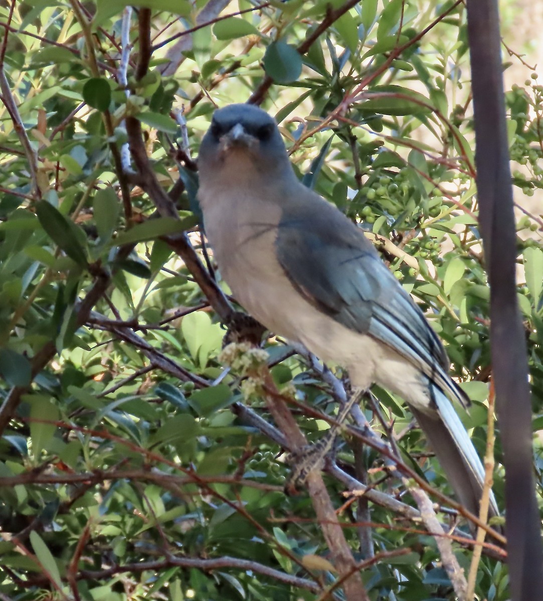 Mexican Jay - ML638949135