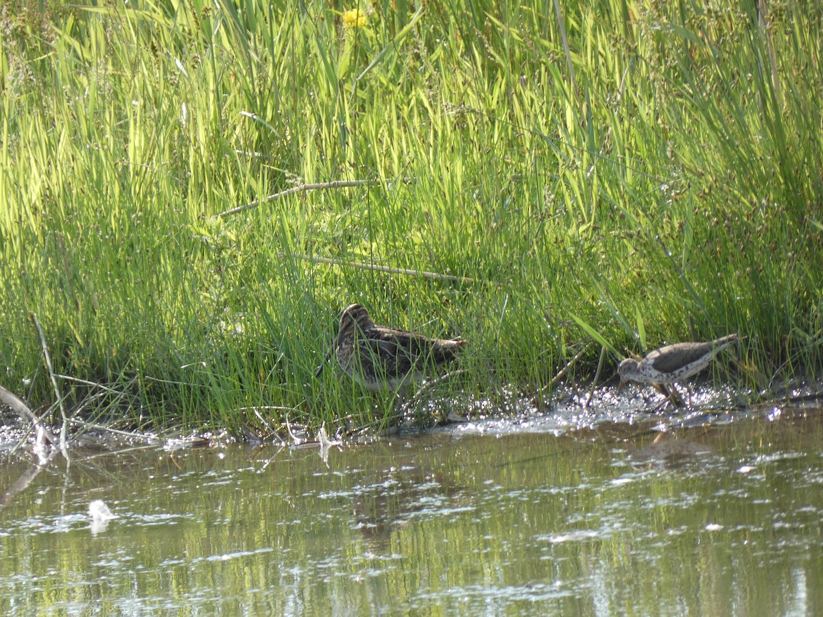 Wilson's Snipe - ML638949155