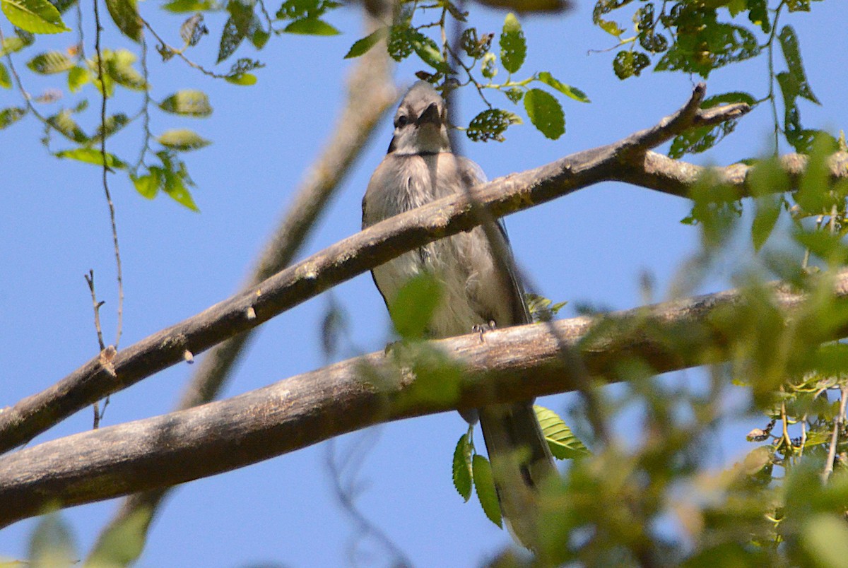 Blue Jay - ML638949156
